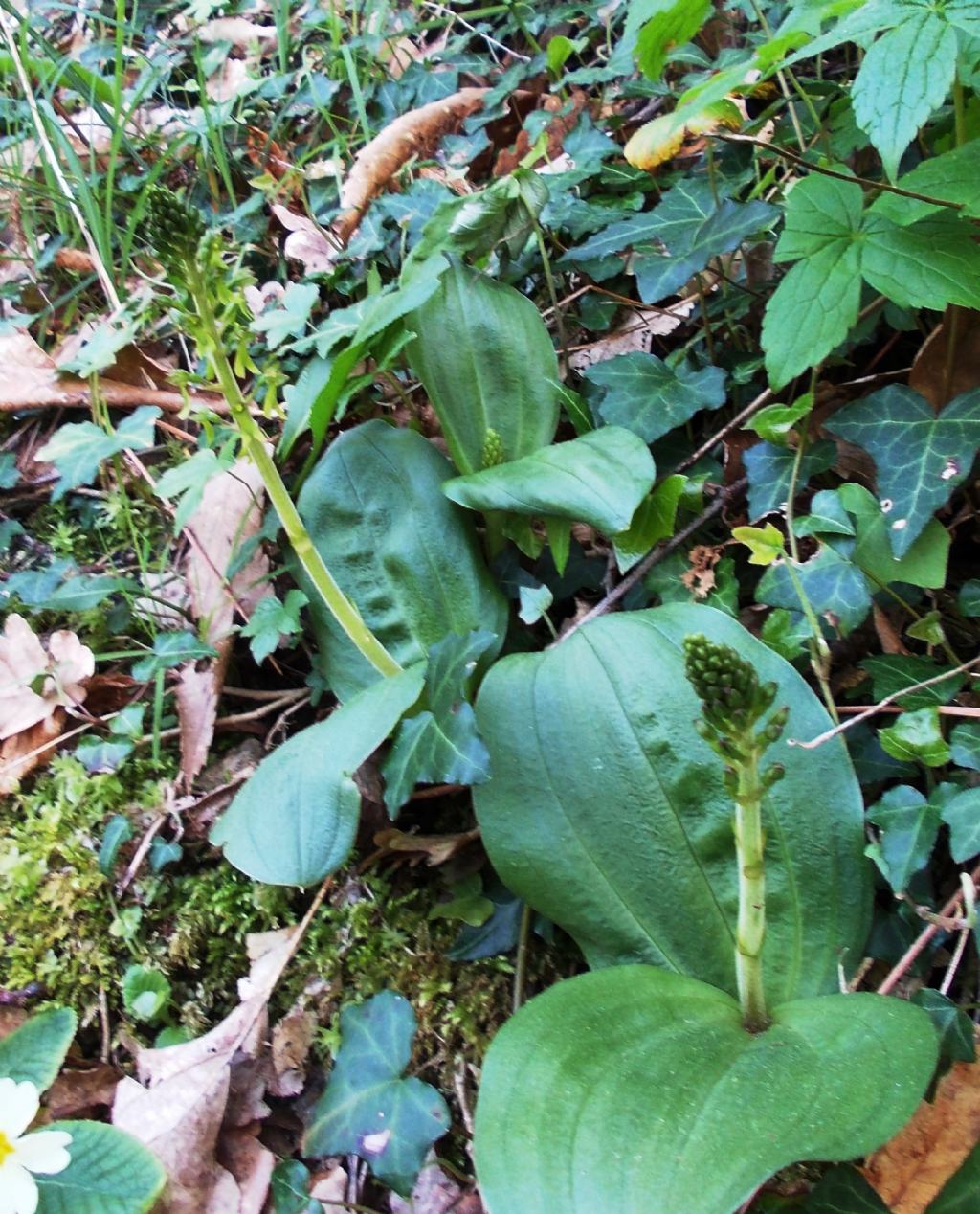 Listera ovata